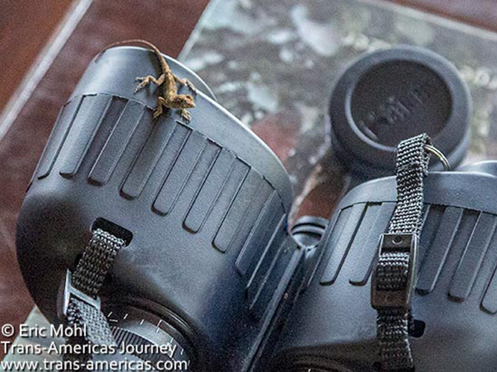Steiner-binoculars-lizard.jpg Steiner-binoculars-lizard.jpg